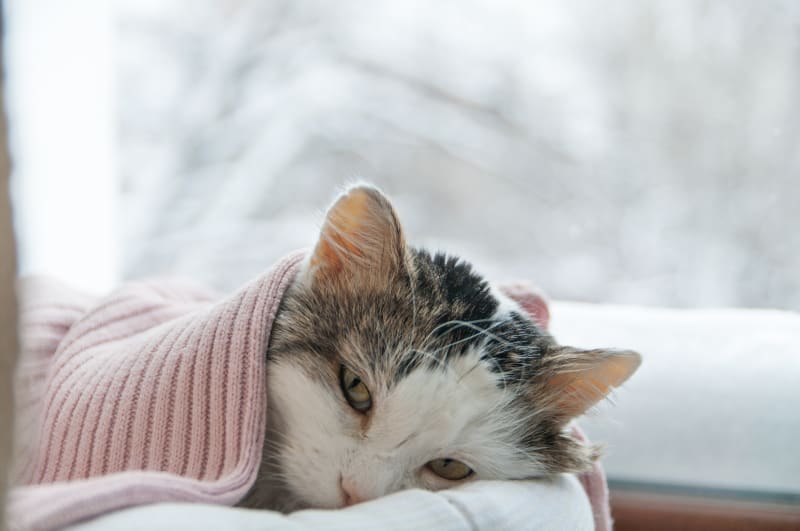 Kedi Nasıl Tutulur