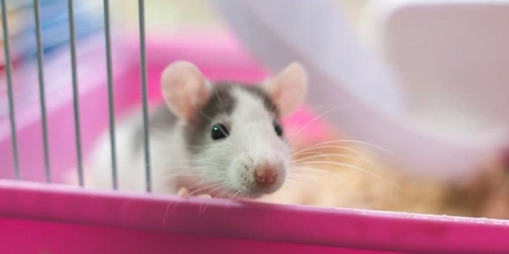 Yaralı Evcil Fare Bakımı